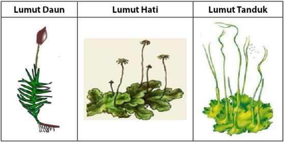 Daur Hidup Tumbuhan Lumut Bryophyta